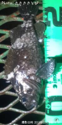 ���ץ�������Х�