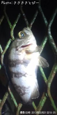 ���ץ�������Х�