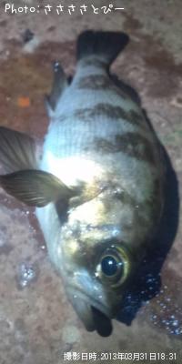 ���ץ�������Х�