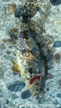 ¥¿¥±¥Î¥³¥á¥Ð¥ë