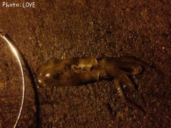 �����ꥤ��