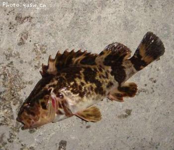 ¥¿¥±¥Î¥³¥á¥Ð¥ë