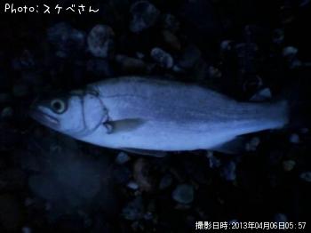 �ҥ饻����