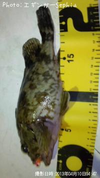 ¥«¥µ¥´¡¡¡Ê¥¬¥·¥é¡Ë