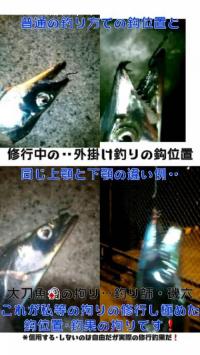 ¥¿¥Á¥¦¥ª¡¿Àë¸À³°³Ý¤±Äà²Ì²èÁü