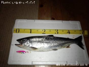 ¥µ¥¯¥é¥Þ¥¹