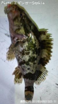 ¥¿¥±¥Î¥³¥á¥Ð¥ë