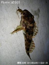 ���ʥϥ�