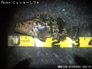 ¥Ù¥Ã¥³¥¦¥¾¥¤