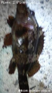 ��饽��