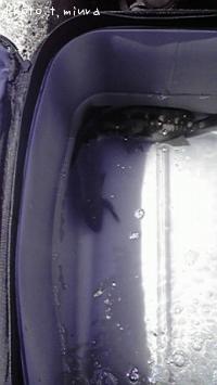 ¥³¥Ã¥Ñ¥á¥¸¥Ê