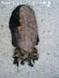 ¥â¥ó¥´¥¦¥¤¥«