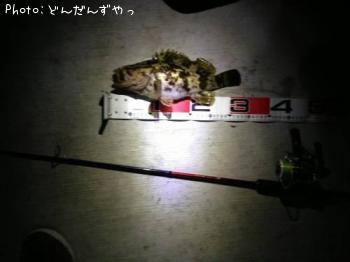 �����Υ���Х�