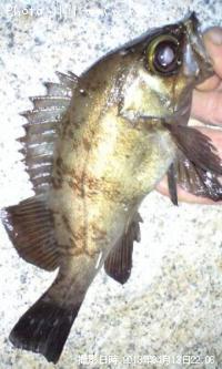 ��Х�����