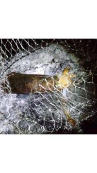 ¥¢¥ª¥ê¥¤¥«