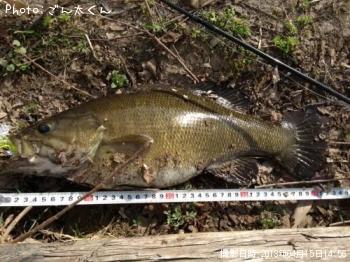 ���⡼��ޥ����Х�