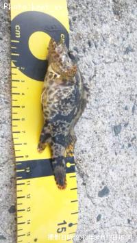 �����Υ���Х�