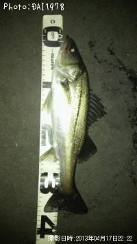 ¥·¡¼¥Ð¥¹¡¤¥á¥Ð¥ë