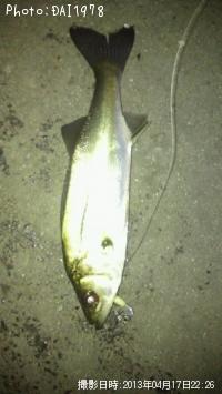 ¥·¡¼¥Ð¥¹¡¤¥á¥Ð¥ë