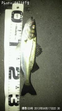 ¥·¡¼¥Ð¥¹¡¤¥á¥Ð¥ë