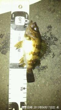 ¥·¡¼¥Ð¥¹¡¤¥á¥Ð¥ë