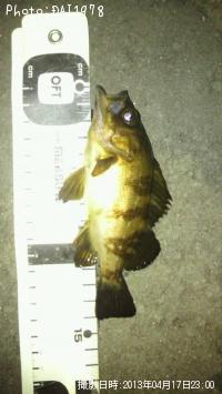 ¥·¡¼¥Ð¥¹¡¤¥á¥Ð¥ë