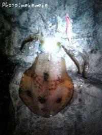 �����ꥤ��