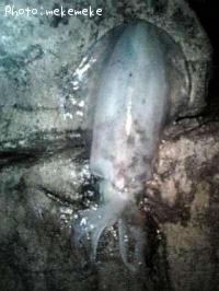 ¥¢¥ª¥ê¥¤¥«