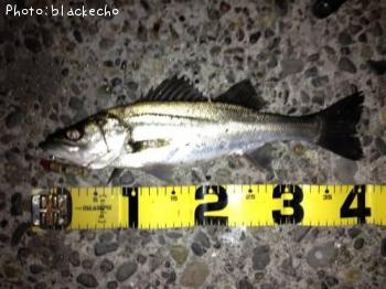 �����Х�