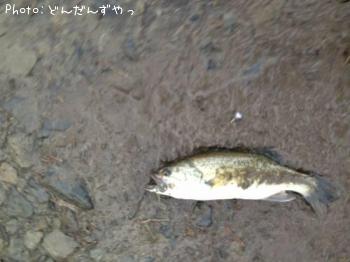 �֥�å��Х�