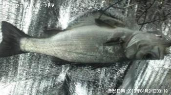 �ҥ饻����