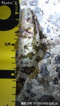 ¥¿¥±¥Î¥³¥á¥Ð¥ë