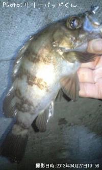 ��Х�����