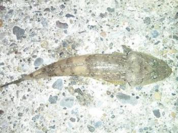 �ȥ�������