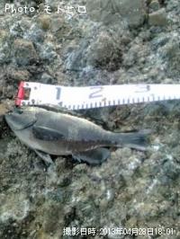 ¸ýÂÀ¥á¥¸¥Ê