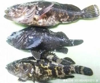 ¥¿¥±¥Î¥³¥á¥Ð¥ë¡õ¥à¥é¥½¥¤