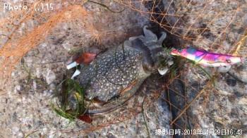 ���ꡢ�䥱��