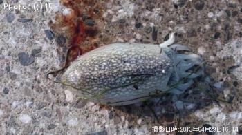 ���ꡢ�䥱��