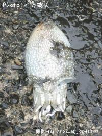 ¥·¥ê¥ä¥±¥¤¥«