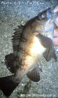 メバルんるん♪