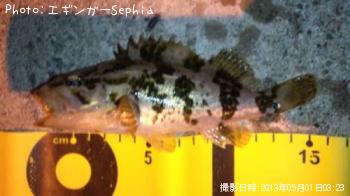 ¥¿¥±¥Î¥³¥á¥Ð¥ë