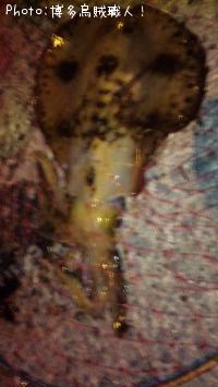 �����ꥤ��