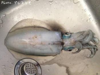 ¥¢¥ª¥ê¥¤¥«