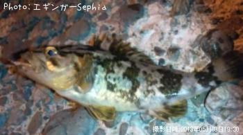 �����Υ���Х�