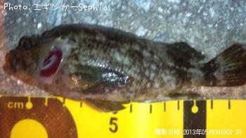 ���������ʥ������