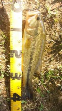 ¥Ö¥é¥Ã¥¯¥Ð¥¹