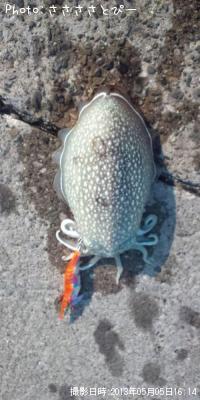 ����䥱����