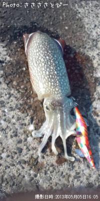 ����䥱����