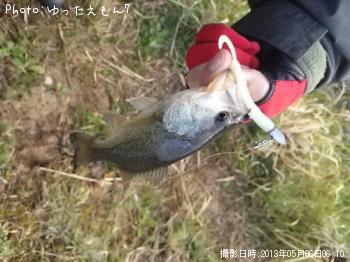 ¥é¡¼¥¸¥Þ¥¦¥¹