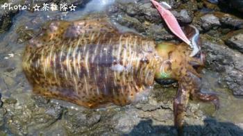 ¥¢¥ª¥ê¥¤¥«